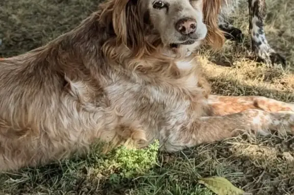Animaux perdus Toulouse, photo: Chien perdu, Bessières, Toulouse - couleur marron et blanche