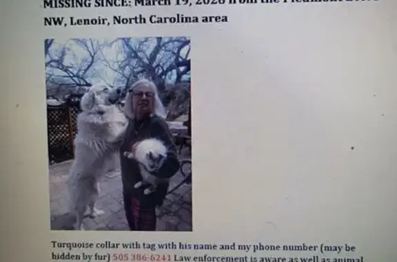 Lost dog, Ridge Street Northwest, Lenoir - male Great Pyrenees - photo