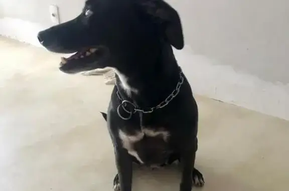 Cachorro encontrado Fêmea (brf002514) - photo