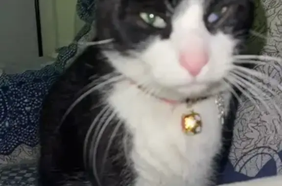 Encontrado gato masculino, Car...