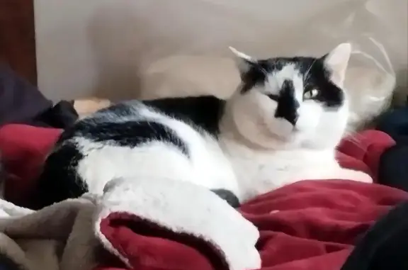 Chat perdu, Berson, photo: Chat perdu, D133, 33390, Plassac - noir et blanc, non stérilisé