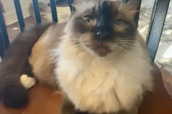 Lost female cat, High Ridge Road, Benbrook - ragdoll Siamese with blue eyes - photo