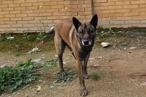 Encontrado perro masculino, Av...