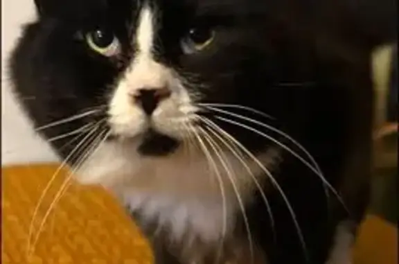 Missing cat Rogue River, photo: Lost male cat, East Main Street, Rogue River - black & white coat