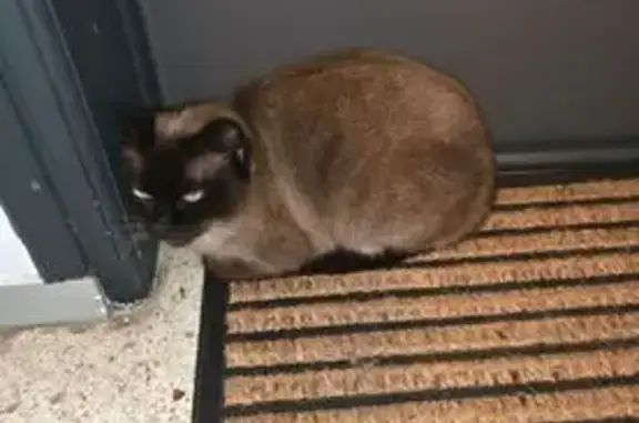 Animaux trouvés Paris, photo: Trouvé Chat, résidence amiral coudée auray 56400, Paris