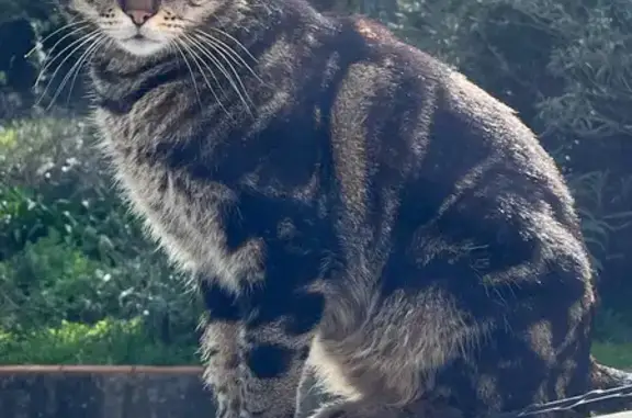 Animaux perdus Saint-Raphaël, photo: Chat perdu, Avenue du Pourousset, Saint-Raphaël - tigré marbré