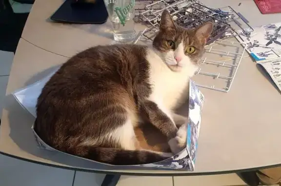 Chat perdu, Chemin de Saint-Alyre, Veyre-Monton - grise et blanche avec reflets roux - photo