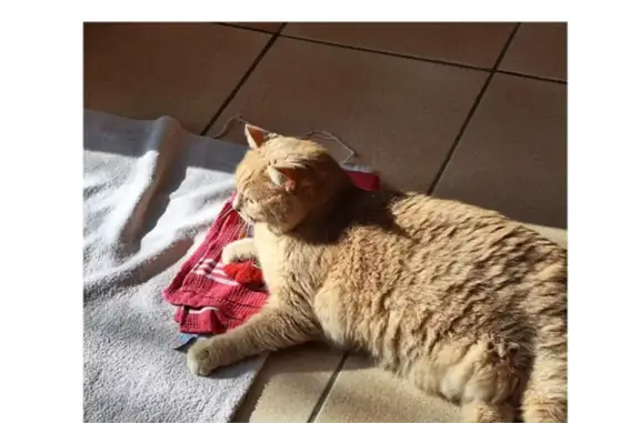 Animaux perdus Limonest, photo: Chat perdu, Allée de la Liberté, Limonest - gros matou castré roux