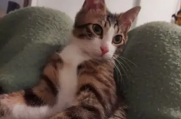 Perdido gato masculino, Carrer de Pere Martell, 18, Badalona - photo