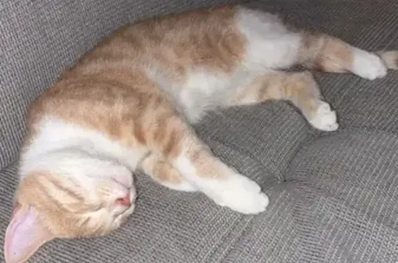 Chat perdu, Fresnay-sur-Sarthe, photo: Chat disparu Garçon, Fresnay-sur-Sarthe (fl587387)
