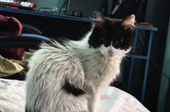 Perdido gato hembra, Ignacio Z...