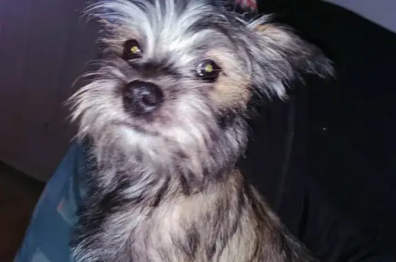 Lost pets New Castle, photo: Lost female dog, New Castle, Pennsylvania - very scruffy and timid