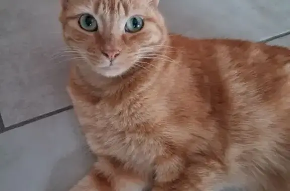 Animaux perdus Valence, photo: Perdu chat mâle, Avenue de la Rose des Sables, Valence - Spirou