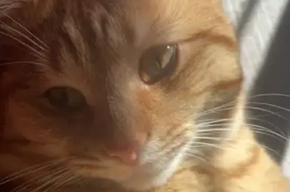 Perdu Chat homme, Cours Victor Hugo, Le Thor - très câlin et sociable - photo