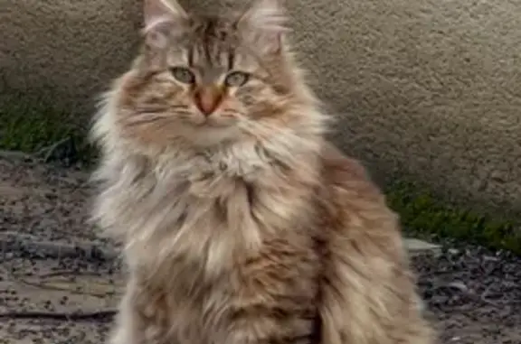 Animaux perdus Marseille, photo: Perdu chat mâle, Sainte-Colombe, Marseille - poils longs et motifs tigrés
