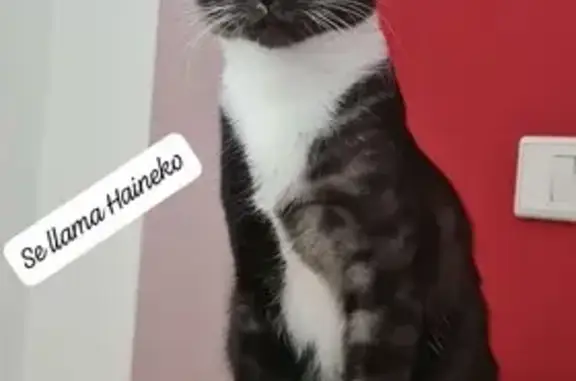 El gris oscuro atigrado con una mancha grande blanca que va desde el cuello hasta la barriga, tb tiene manchas blancas en las patas(justo al final, en las zarpas) es muy mimoso pero desconfiado y le encanta comer y las golosinas. Es delgado y su cola es bastante larga.