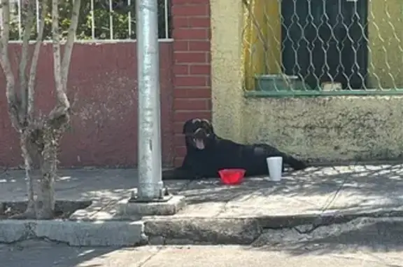 Perro encontrado Guadalajara, foto: Encontrado perro, Calle Silvestre Revueltas, Guadalajara - desorientado y con mucha sed