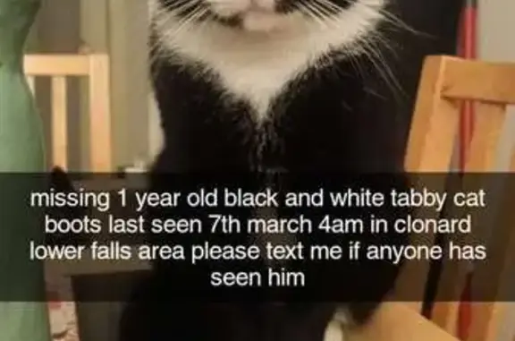 Missing cat Belfast, photo: Lost male cat, Kilmore Square, Belfast - black and white tabby
