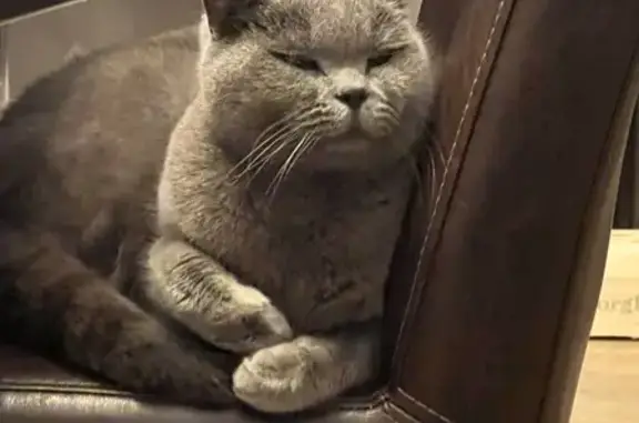 Chat perdu, Route de Paris, Brison-Saint-Innocent - British Shorthair grise - photo