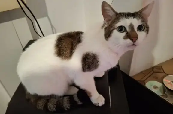 Animaux perdus Châteaudun, photo: Perdu chat homme, Rue Georges Guynemer, La Loupe, Châteaudun - blanc et tigres