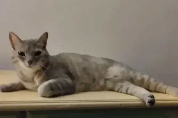 Animaux perdus Perrigny, photo: Chat perdu femelle, Rue des 3 Fontaines, 325, Publy, Perrigny - Minette écailles de tortue