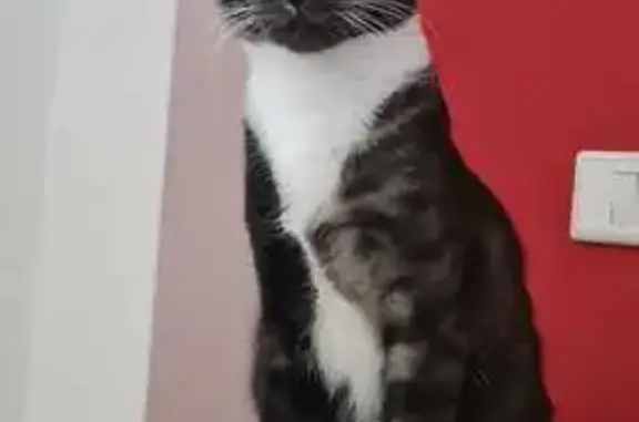 El gris oscuro atigrado con una mancha grande blanca que va desde el cuello hasta la barriga, también tiene manchas blancas en las patas(justo al final, en las zarpas) es muy mimoso pero desconfiado y le encanta comer y las golosinas. Es delgado y su cola es bastante larga.