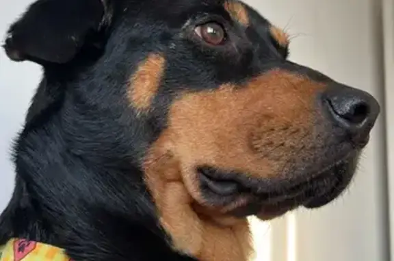 Cachorro perdido Macho (brl002516) - photo