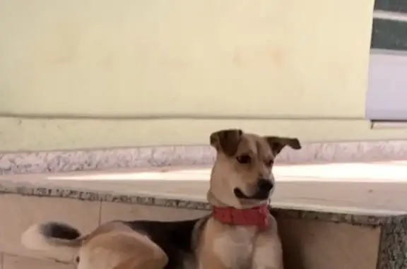 Cachorro perdido Macho (brl002517) - photo