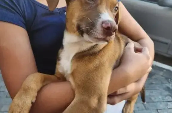 Cachorro encontrado Macho (brf002518) - photo