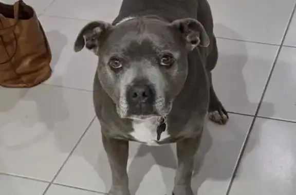 Lost male dog, Sussex Inlet Road, Sussex Inlet - Blue English Staffy - photo