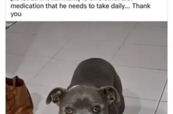 Lost male dog, Jacobs Drive, Sussex Inlet - blue staffy with white strip - photo