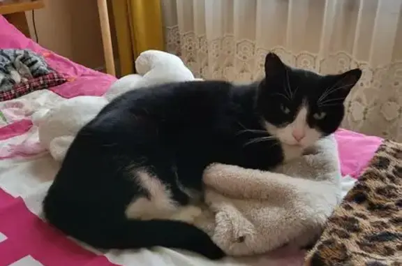Perdu Chat homme, Rue des Roissys, Châtillon - ressemble à Félix publicitaire - photo