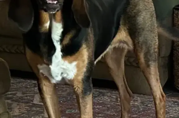 Missing dog Arlington, photo: Lost female dog, El Reno, Arlington - timid and vocal