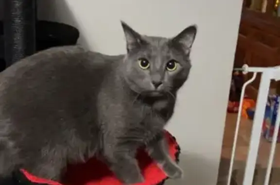 Lost pets Independence, photo: Lost male cat, Willow Drive, Independence - grey coat with white patches