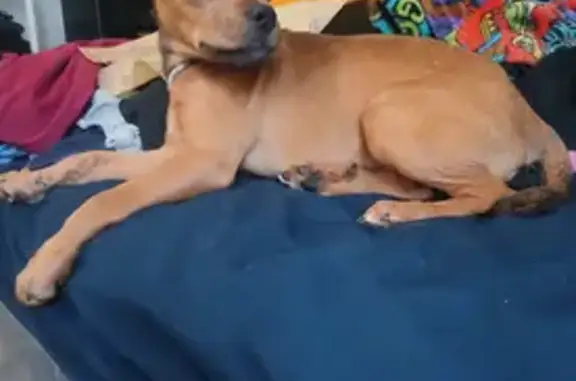 Lost male dog, Woodworth Street, Southfield - orange and black with a white spot - photo