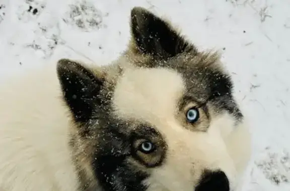 Lost male dog, Gray Highway, Gray - friendly husky named Koda - photo