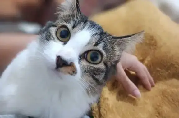 Gato desaparecido Fêmea (brl002519) - photo