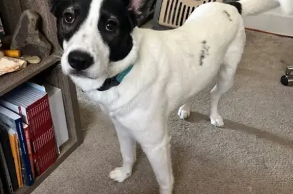 Lost female dog, East Cannon Point Drive, Salt Lake City - white heeler mix - photo