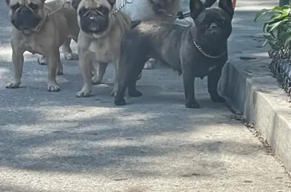 Lost pets Englewood Cliffs, photo: Lost dog, Post Road, 5099, New York - female English and French bulldogs