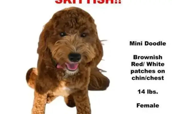 Lost pets Prescott Valley, photo: Lost female dog, East Pronghorn Lane, Prescott Valley - reddish brown with white patch