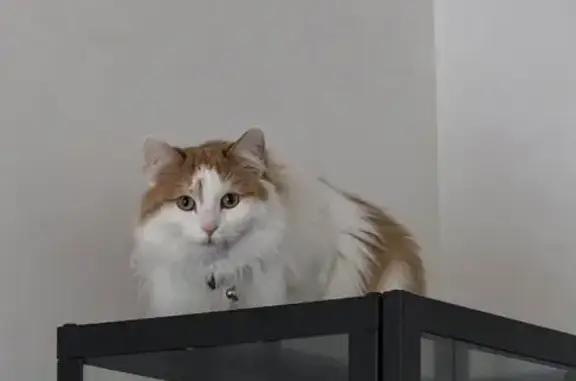 Lost pets Apple Valley, photo: Lost female cat, Dunwood Trail, Apple Valley - timid domestic longhair