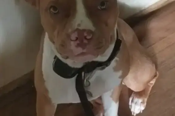 Lost female dog, Hillwood Drive, Clarksville - red nose pitbull - photo