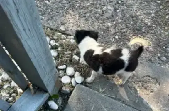 Lost male dog, West Kentucky Street, 3801, Louisville - black and white with long bushy tail - photo