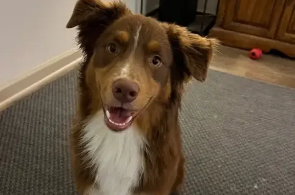 Lost Male Dog, Fort Congaree Trail, Cayce - Australian Shepherd - photo