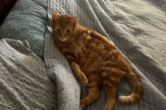 Lost male cat, West Palm Beach, Royal Palm Beach - darker orange tabby - photo