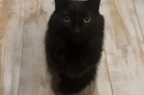 Lost male cat, Aspetuck Ridge Road, New Milford - black with unique green eyes - photo