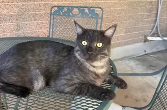 Lost male cat, 200 West, 1290, Bountiful - black with a Smokey undercoat - photo