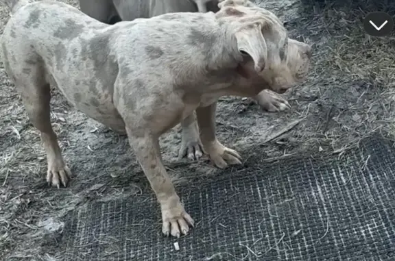 Missing dog Toomsboro, photo: Lost male dog, Sandy Creek Road, Toomsboro - unique merle coat