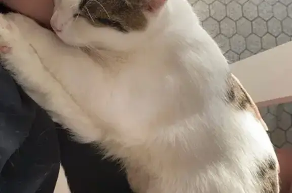 Perdu Chat, La Détourné, 5, Manois, Doulaincourt-Saucourt - photo