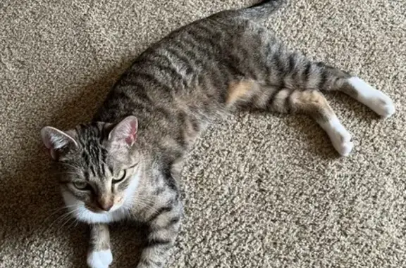 Lost female cat, East Ravens Ridge Drive, Columbia - brown/tan with black stripes - photo